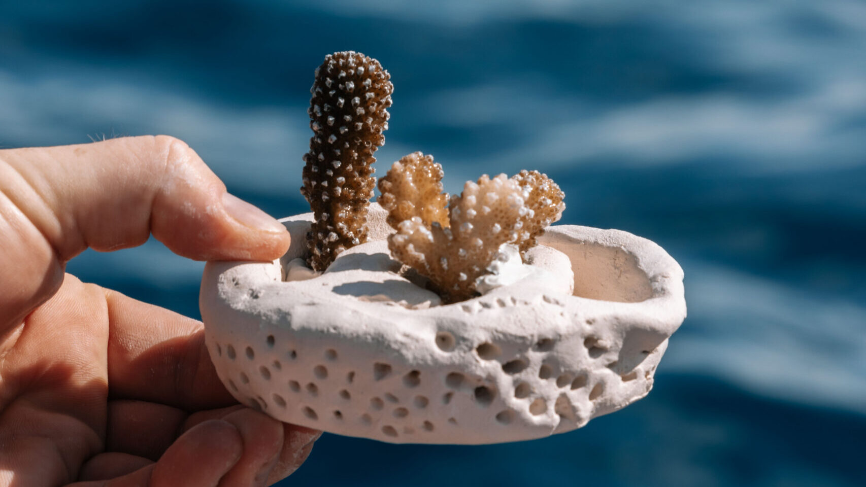 Crafting Coral – Stepping into New Territory